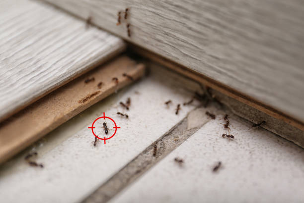 Best Flea Control Services  in Newport, RI