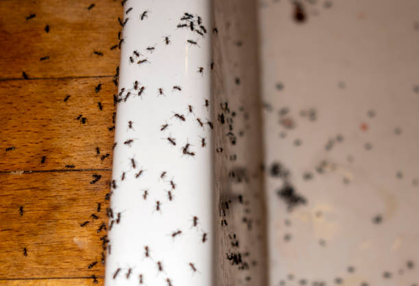Best Pest Control Near Me in Newport, RI